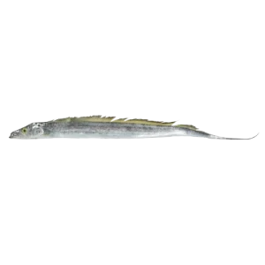 Ribbon fish