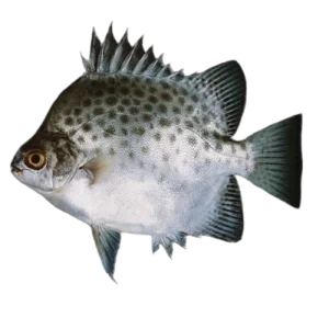 Scat fish