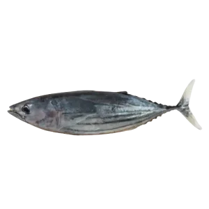 Skipjack Tuna