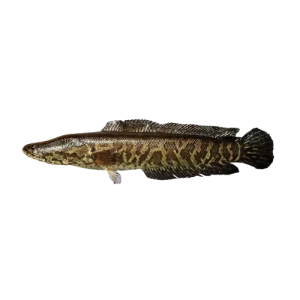 Snakehead