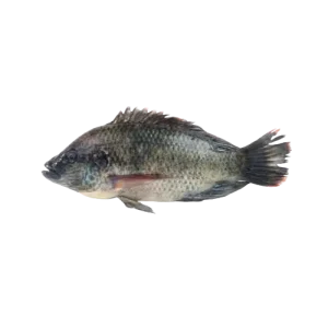 Tilapia