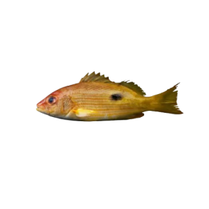 Red Snapper (Black dotted yellow stripe)
