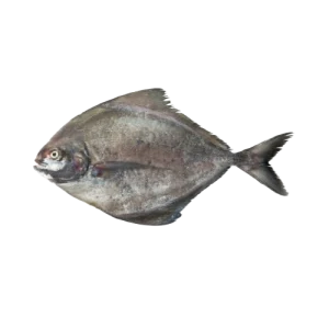 Black Pomfret