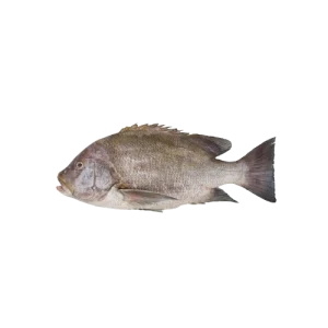 Blupperlip Snapper