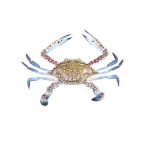 Blue crab (Male)