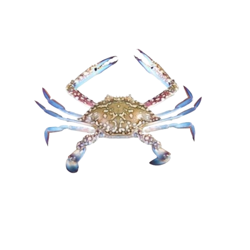 Blue crab (Male)