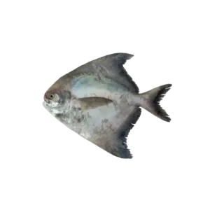 Chinese Pomfret