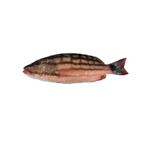 Red Snapper (Red Stripe)