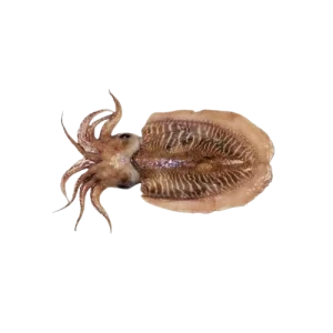 Cuttlefish