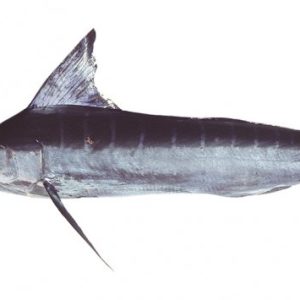 Marlin