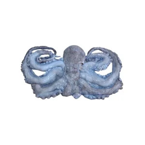 Octopus whole