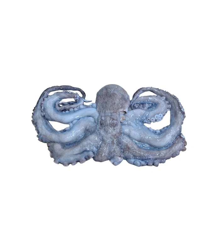 Octopus whole