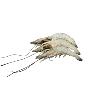 White Prawns