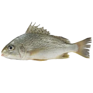 White Snapper (Seri)