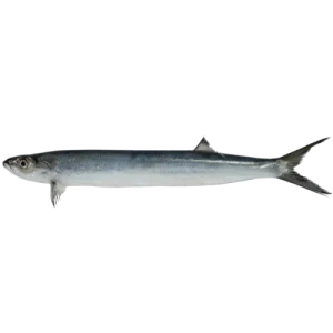 Wolf Herring
