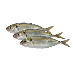 Yellow scads