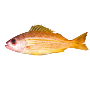 Red Snapper (yellow stripe)