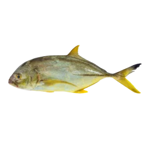 Yellow Trevally