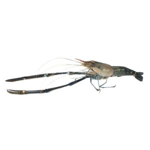 Blue Prawns