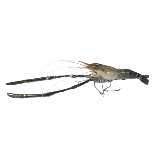 Blue Prawns