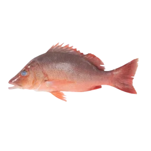 Mangrove Red Snapper