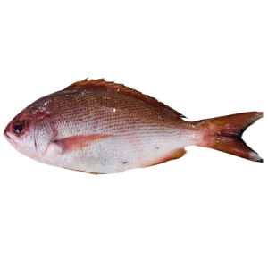 Pinjalo (Silitta)