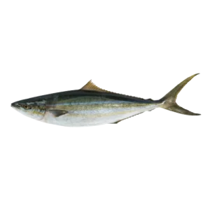 Rainbow Runner
