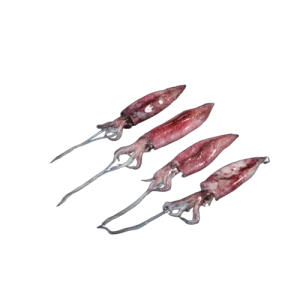 Semi Needle Squid