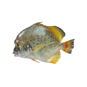 Sickle fish