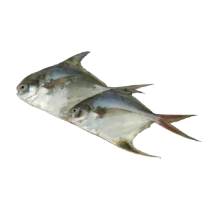 Silver Pomfret