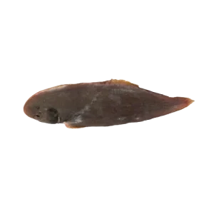 Tongue Sole