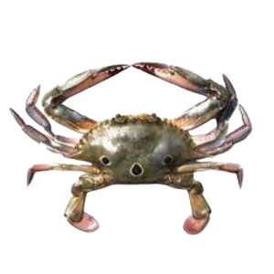 Three spot swimming Crab