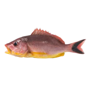 Red Snapper (Yellow belly)