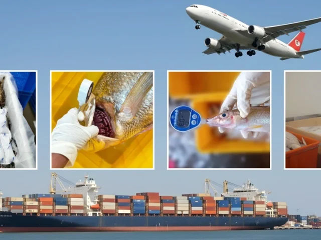 How We Handle Seafood for International Shipments at Your Daily Foods Pvt Ltd