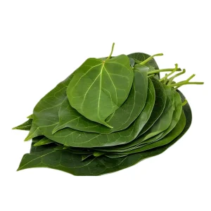 Green Milkweed Leaves