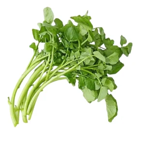 Horse Purslane (Sarana)