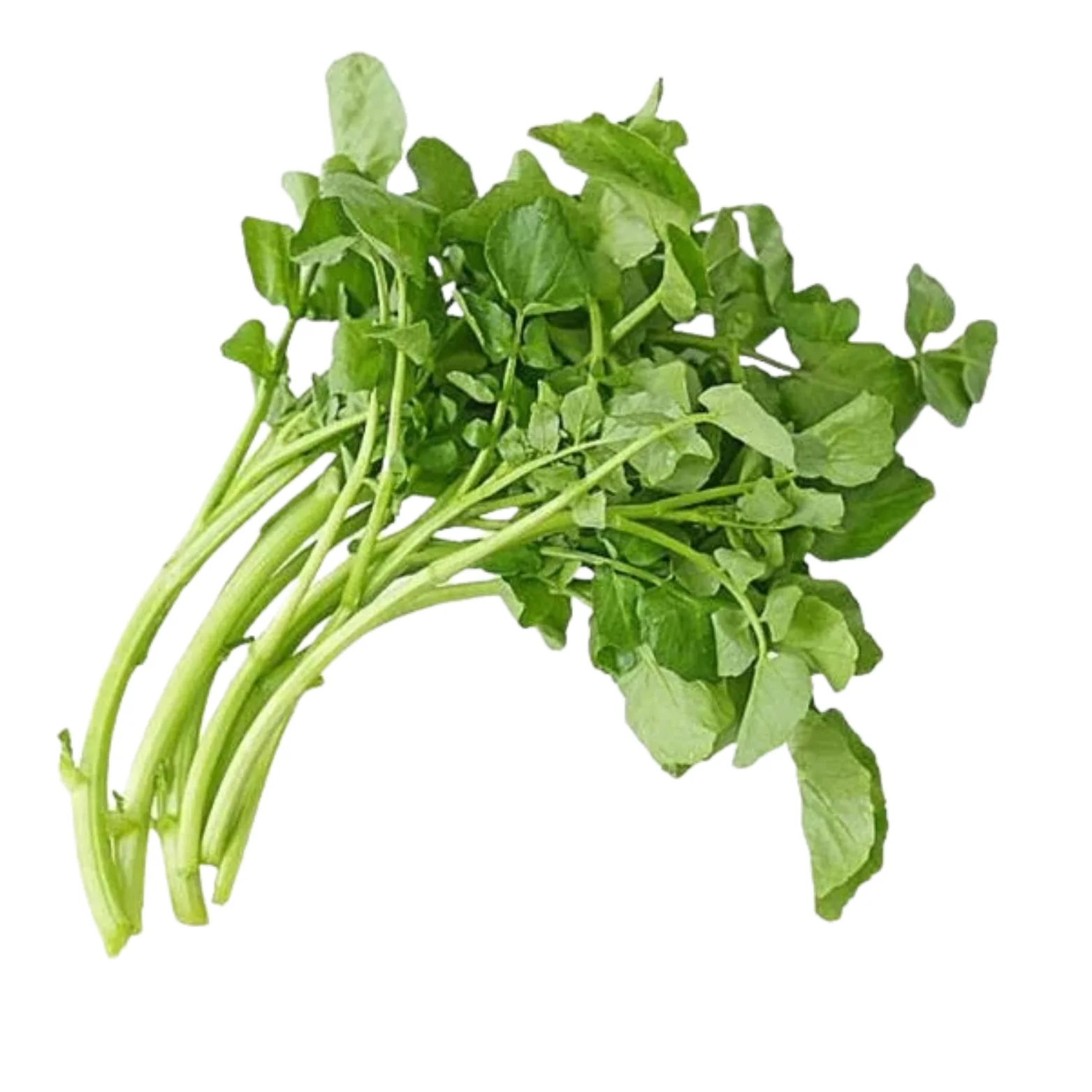 Horse Purslane (Sarana)