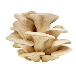 Oyster Mushroom