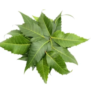 Neem Leaves
