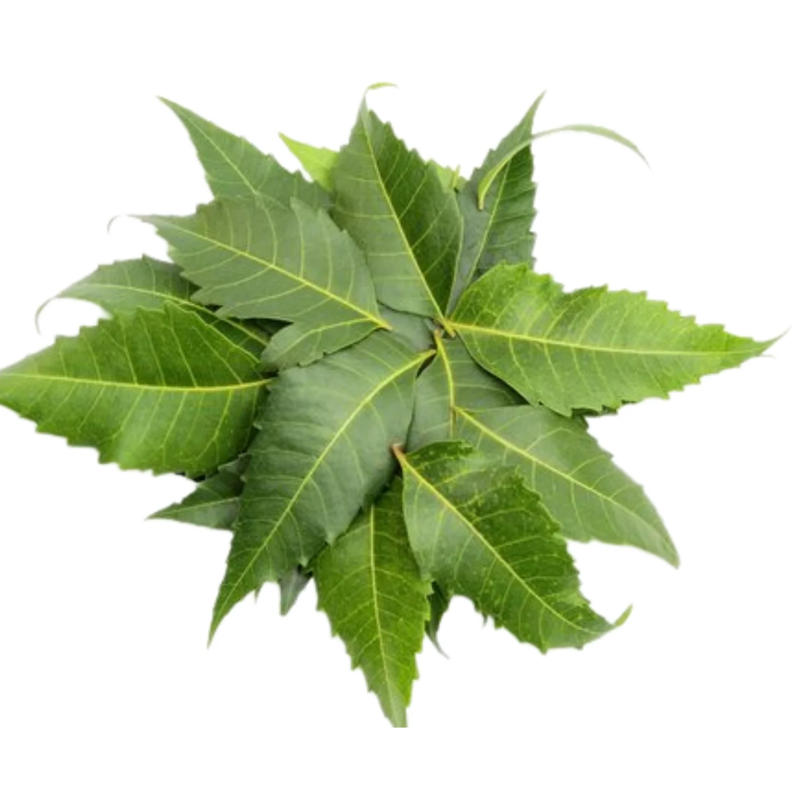 Neem Leaves