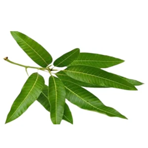 Mango Leaves