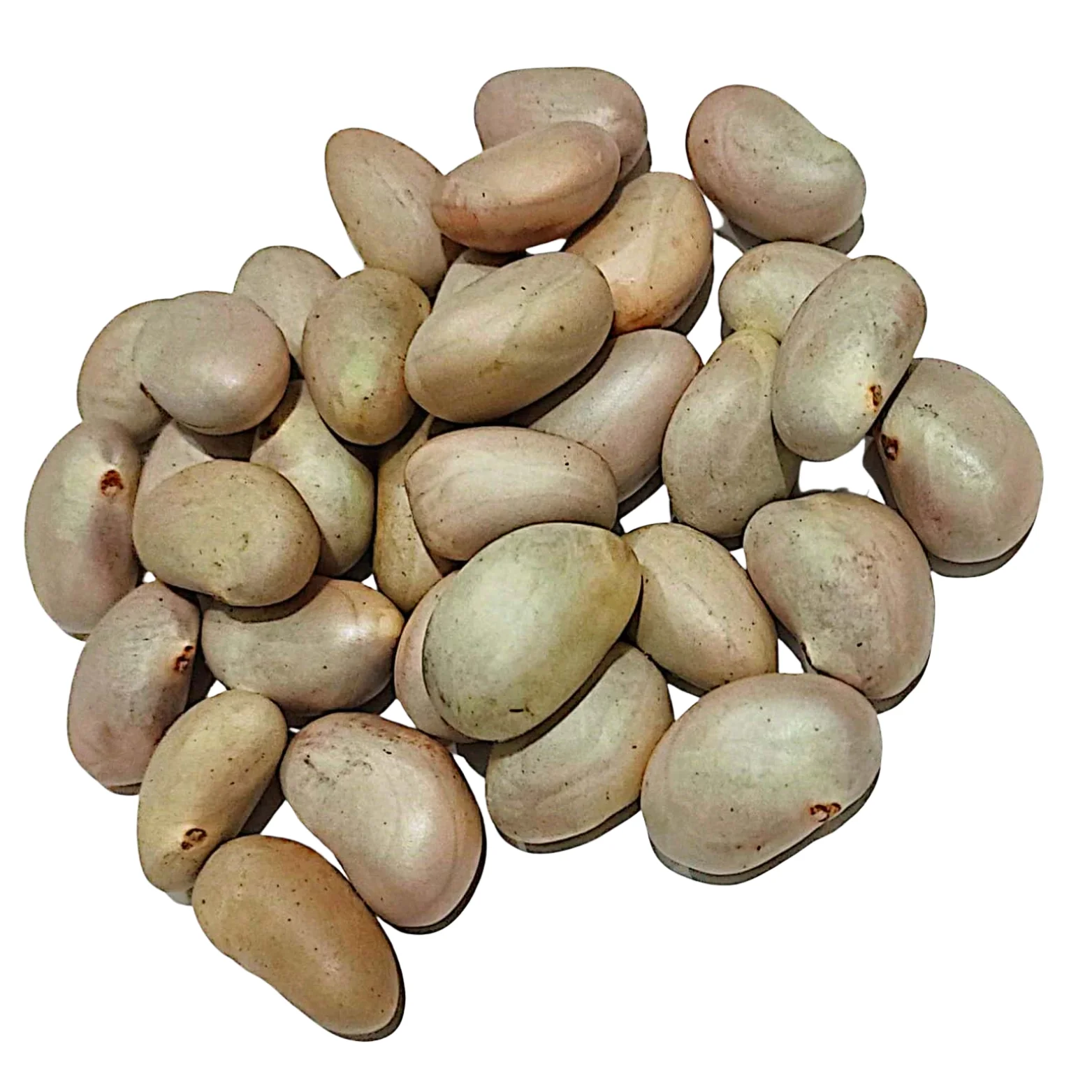 Jackfruit seeds