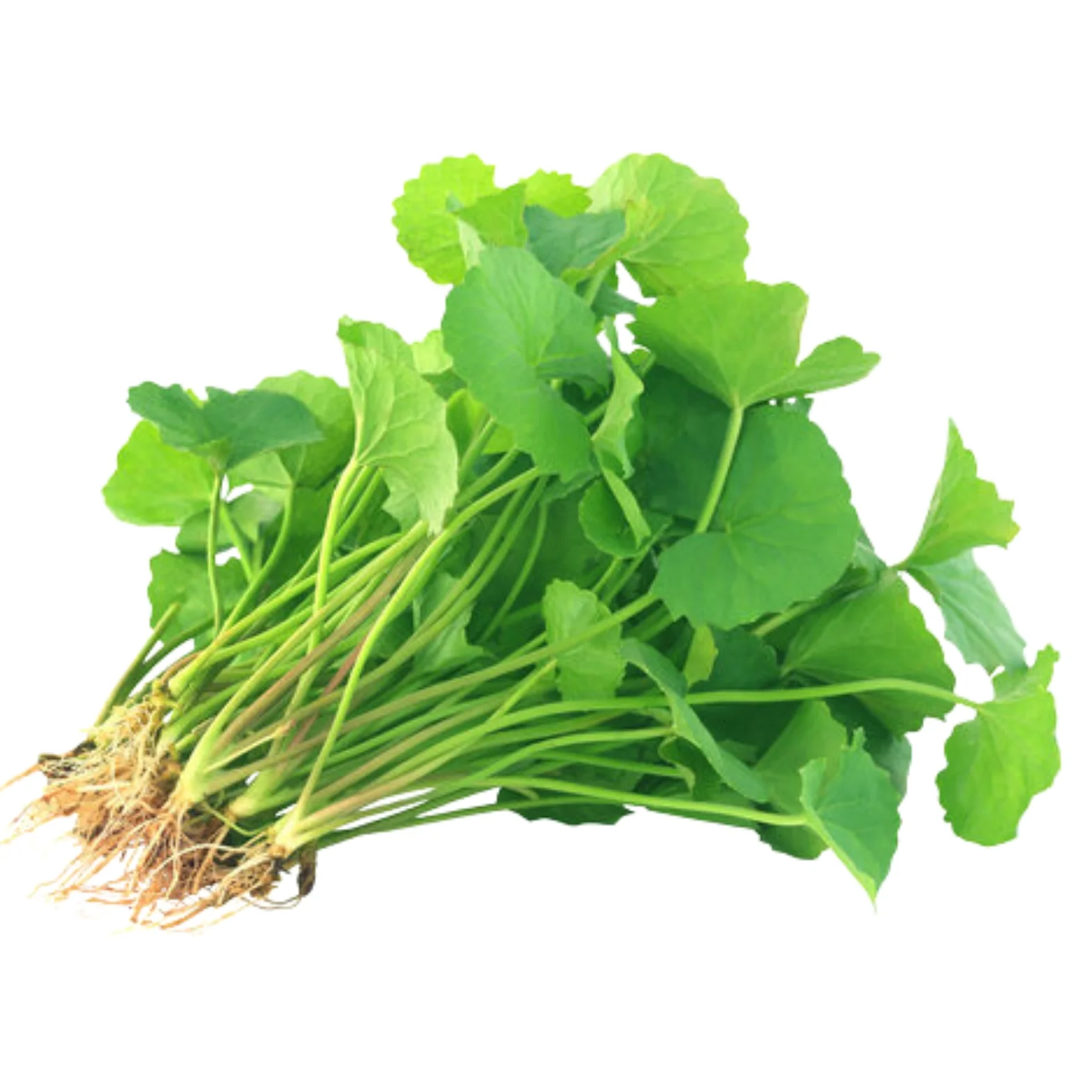 Indian Pennywort (Gotukola)