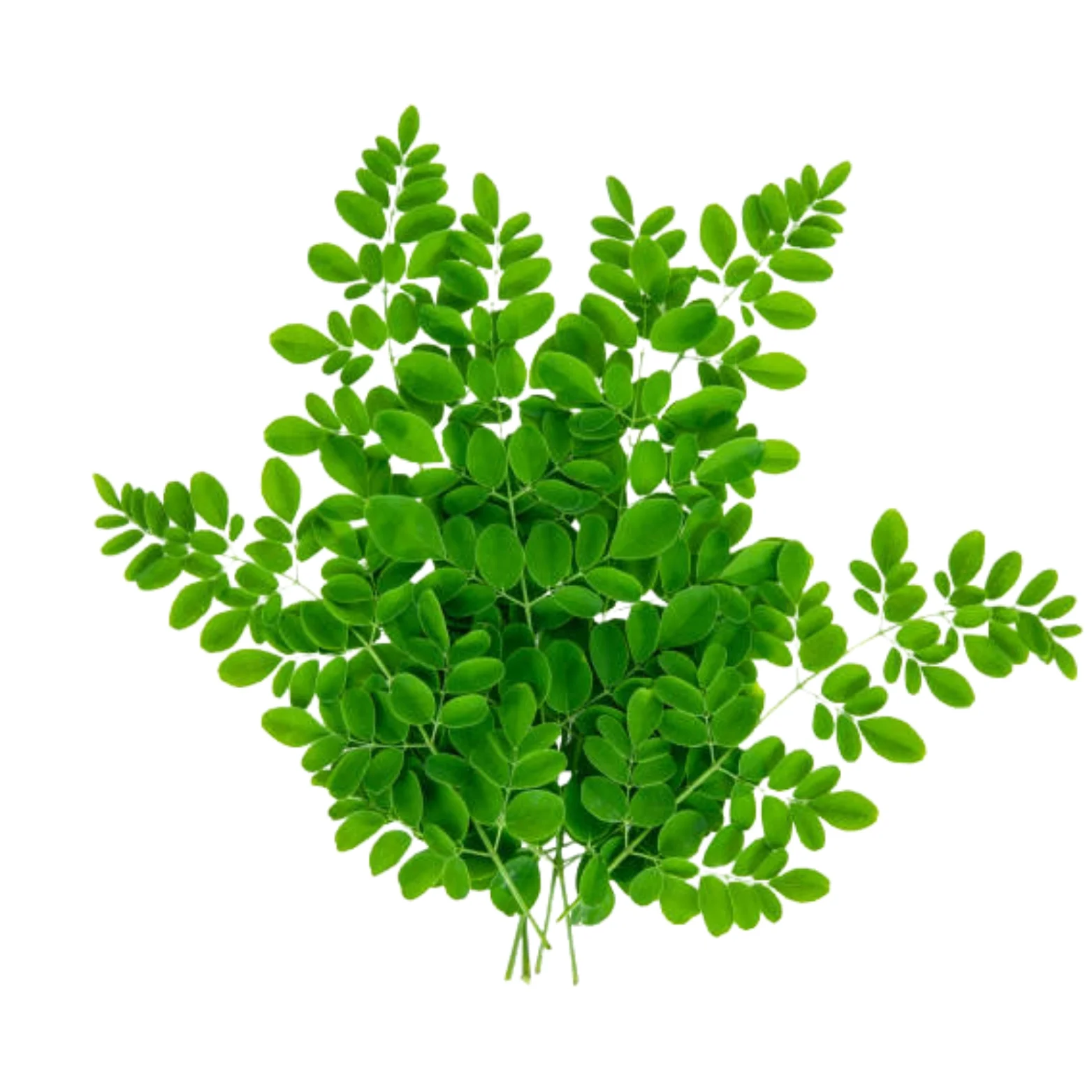 Moringa Leaves