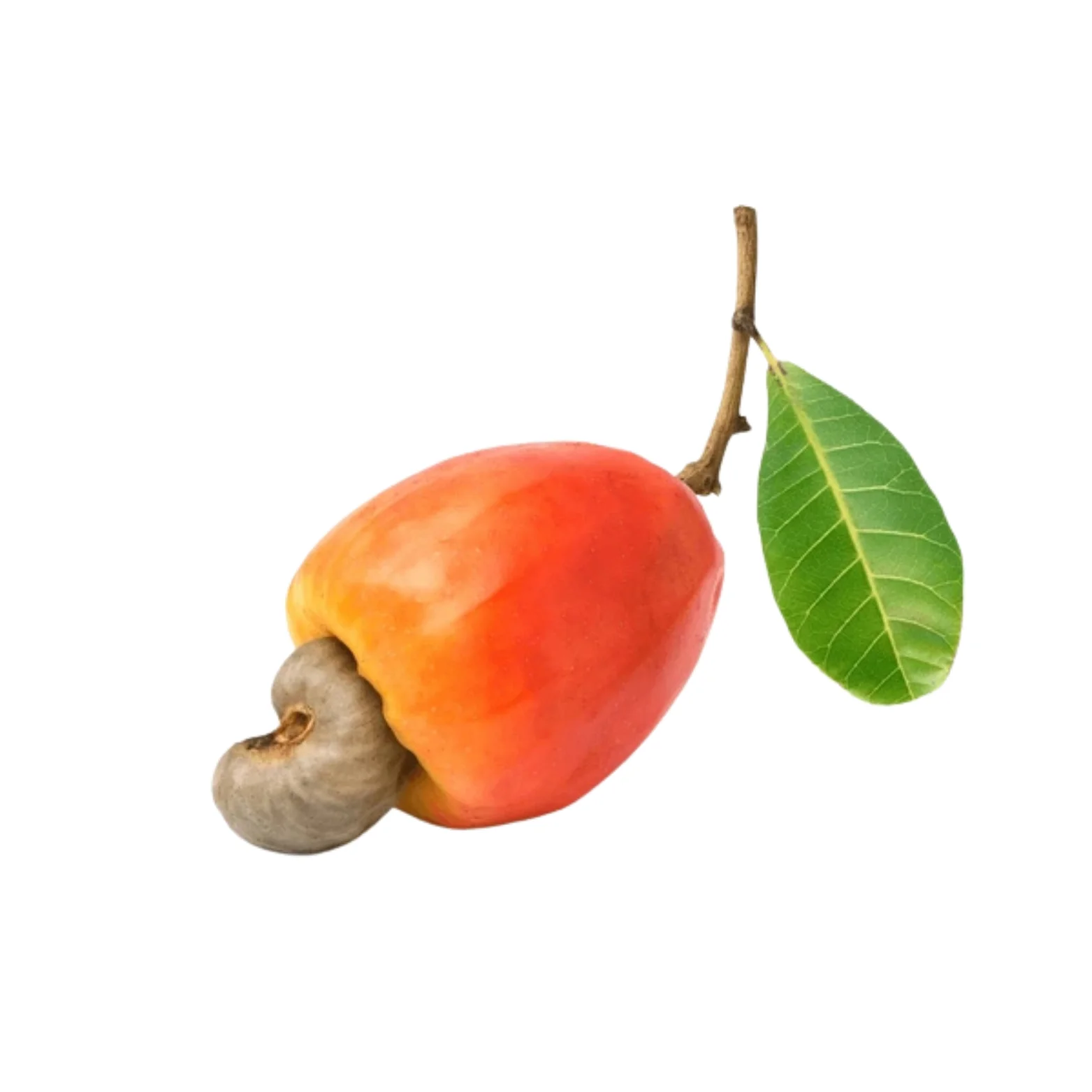 Cashew apple