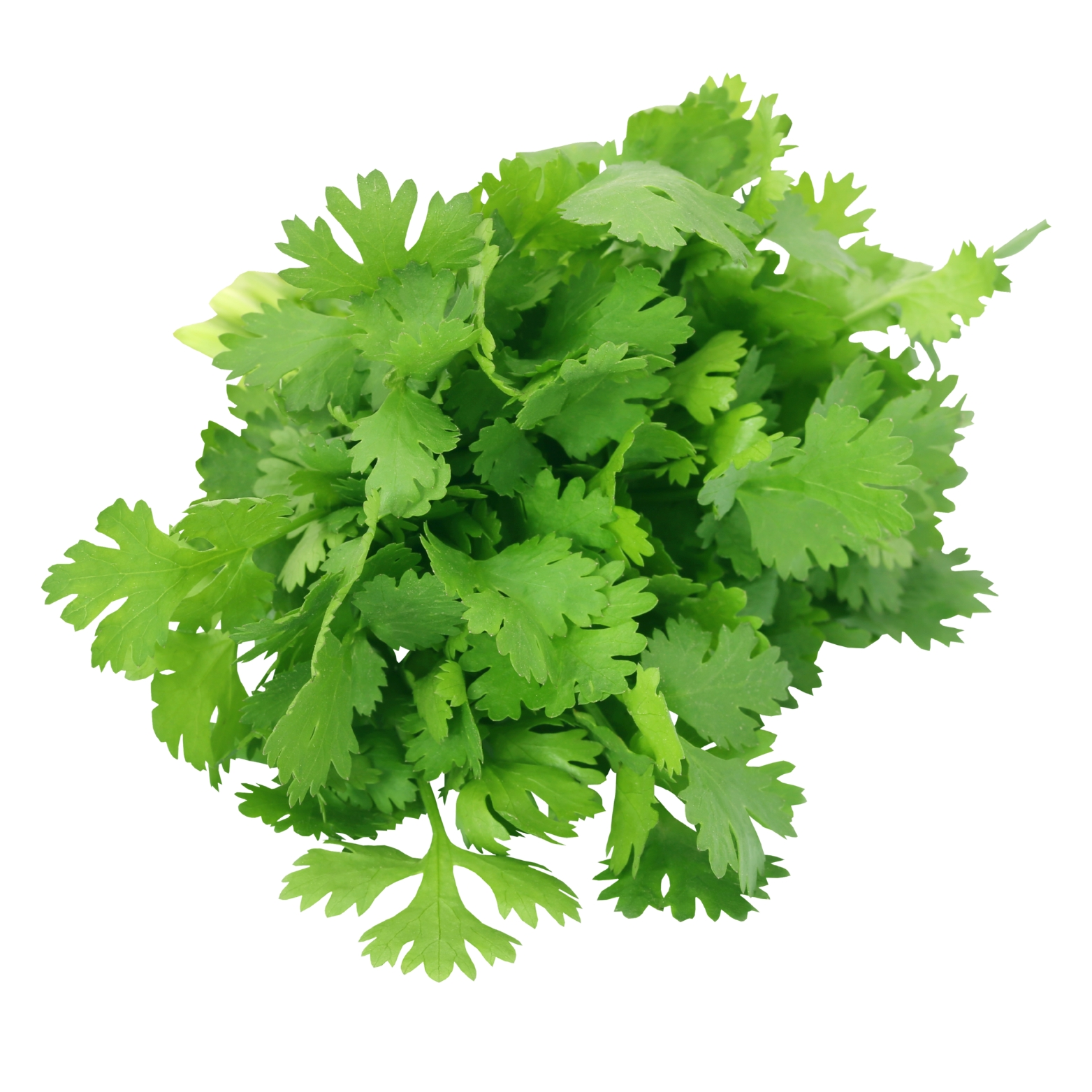 Coriander leaves