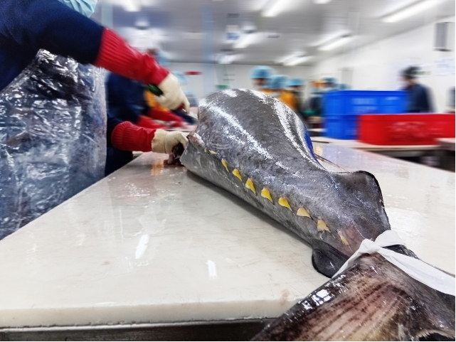 Yellowfin Tuna