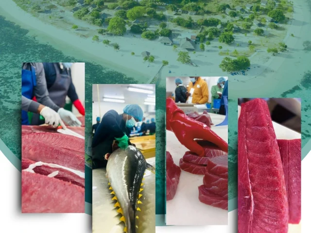 Have you ever wondered how premium tuna travels from Sri Lankan waters to global market?