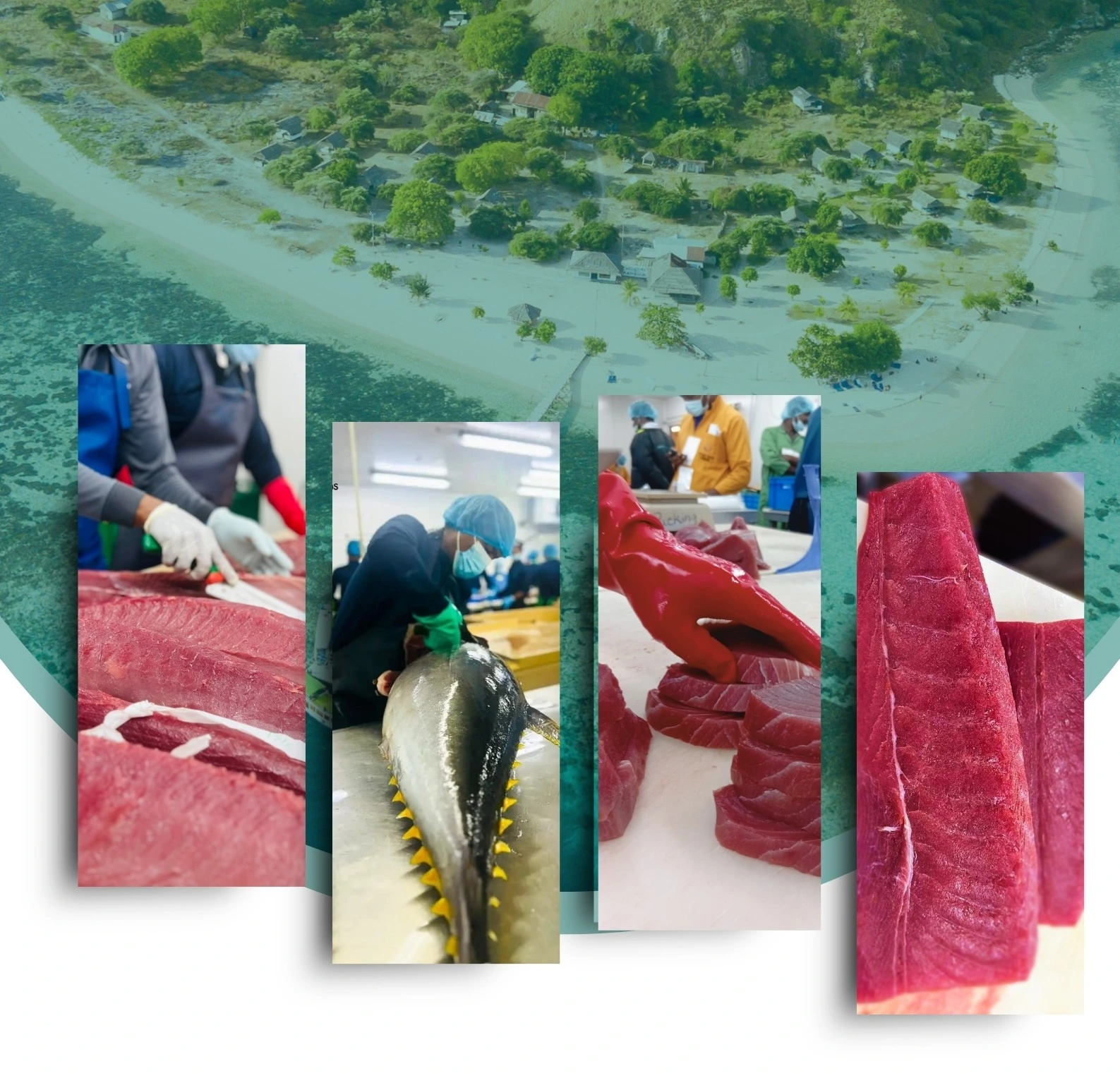 srilankan premium tuna supplier