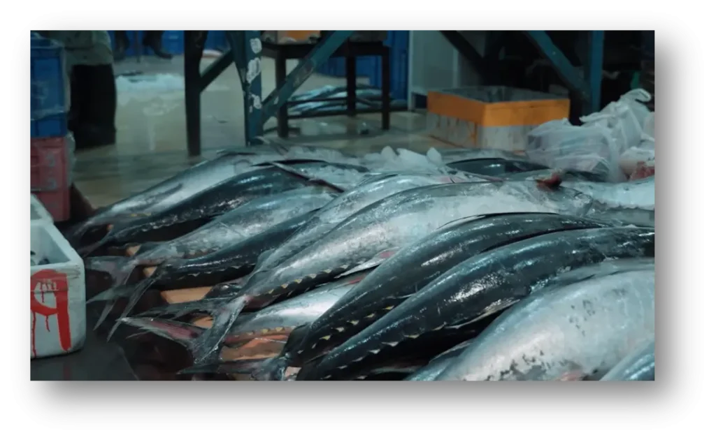 Tuna